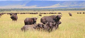 Ngorongoro Conservation Area