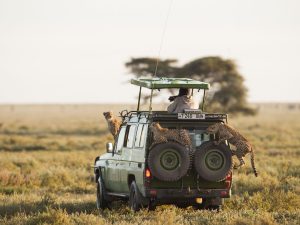 Northern Tanzania Safari