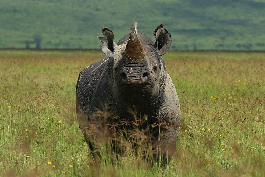 Rhinos Ngorongoro crater animals