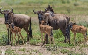 Serengeti Migration Safari Calving