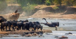 Serengeti National Park Wildebeests Migration