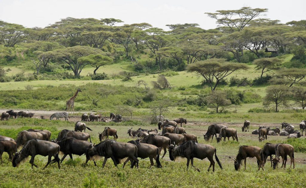 Best time to visit Tanzania for safari