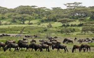 Best time to visit Tanzania for safari