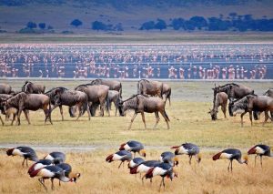Kenya vs Tanzania safari
