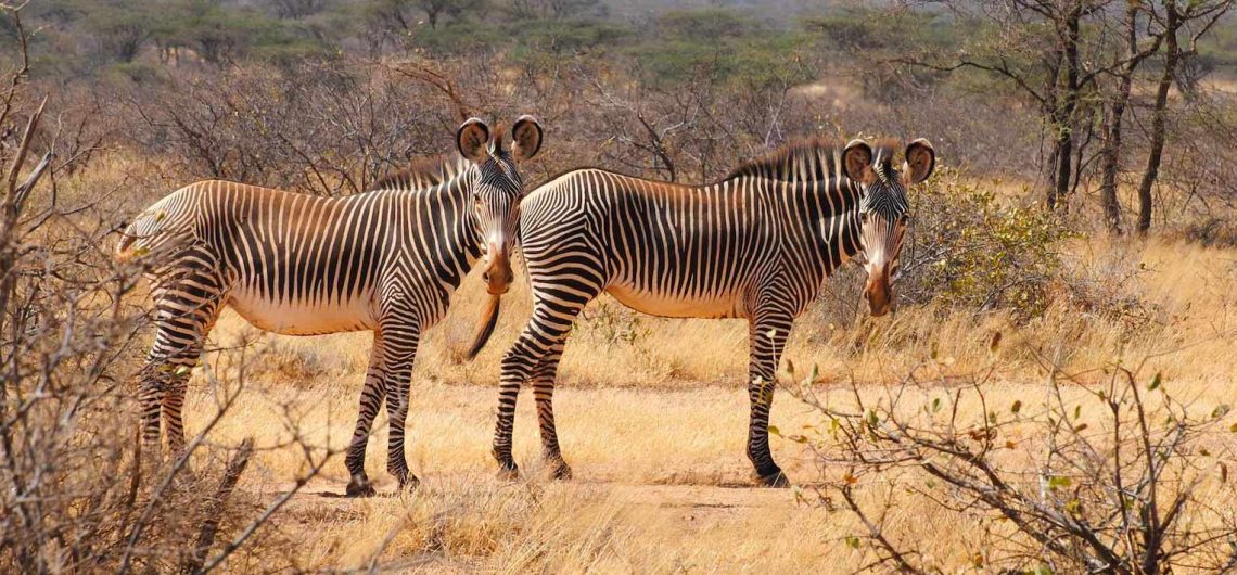 Kenya vs Tanzania safari comparison
