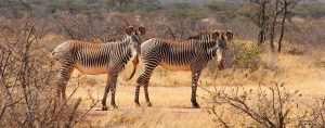 Kenya vs Tanzania safari comparison