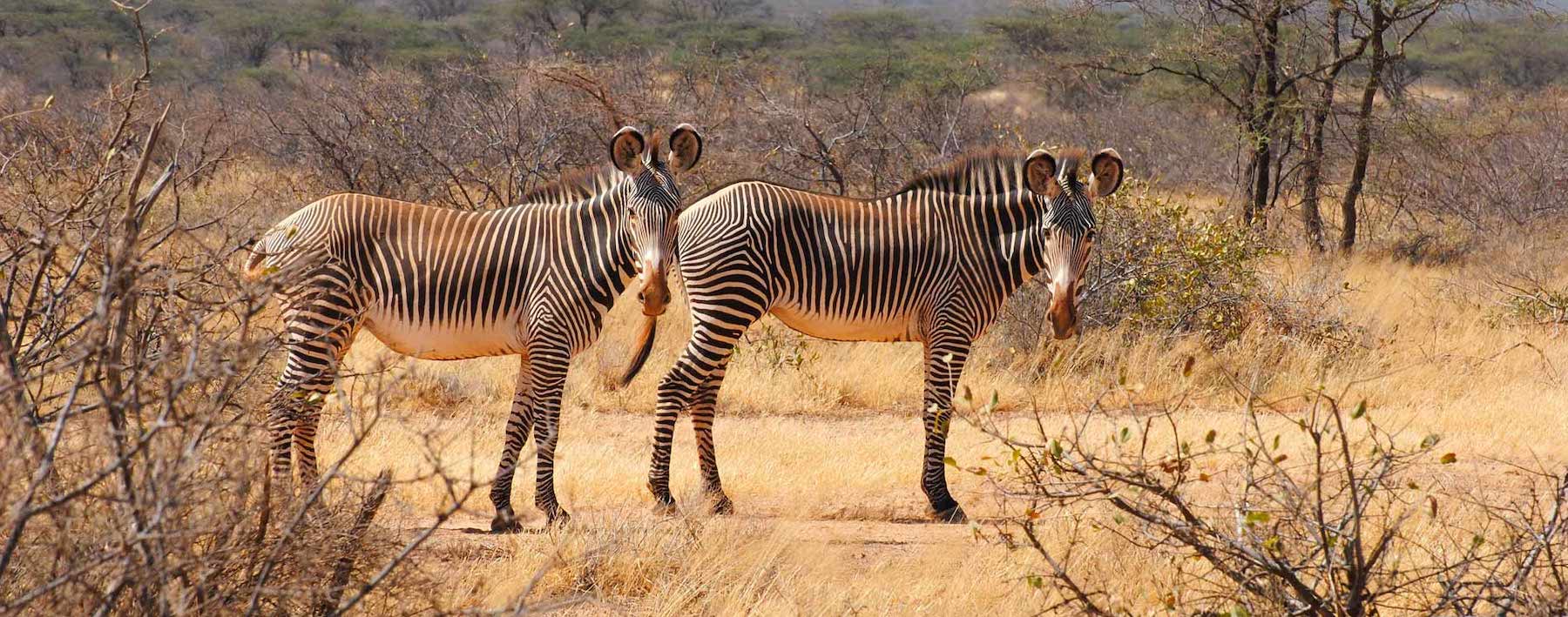 tanzania vs kenya for safari