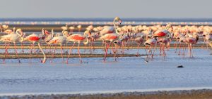 Lake Natron Flamingos