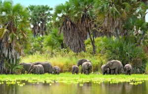 Nyerere National Park elephants in water