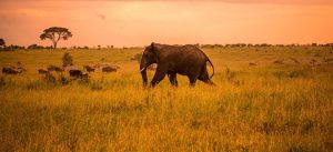 Tanzania safari cost