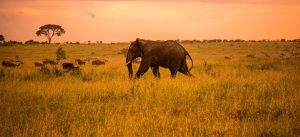 Tanzania safari cost