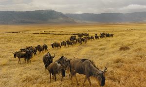 Wildebeests Migration Serengeti