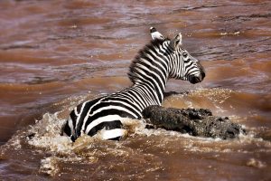 Wildebeests migration Tanzania