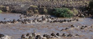 Wildebeests migration river crossing