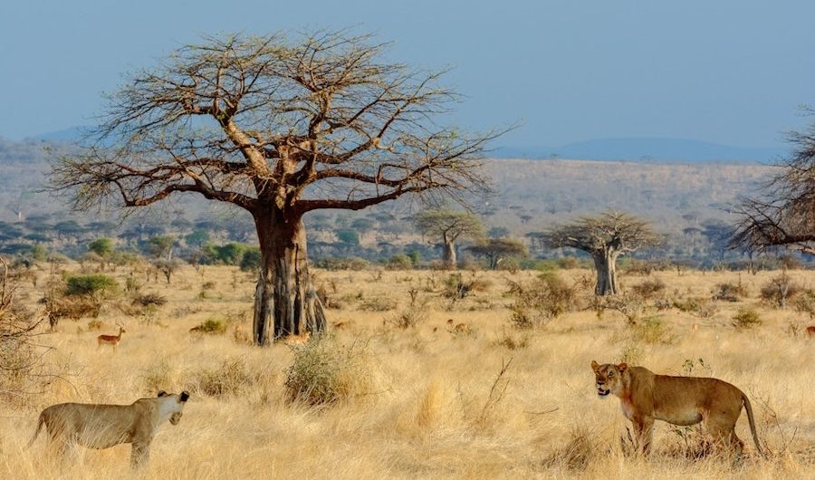 best places for Tanzania safari