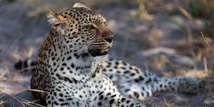 Southern Tanzania Safari Blog