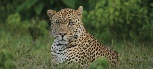 5 Days Tanzania safari lodge