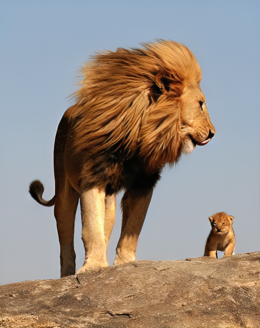 Lions of Serengeti