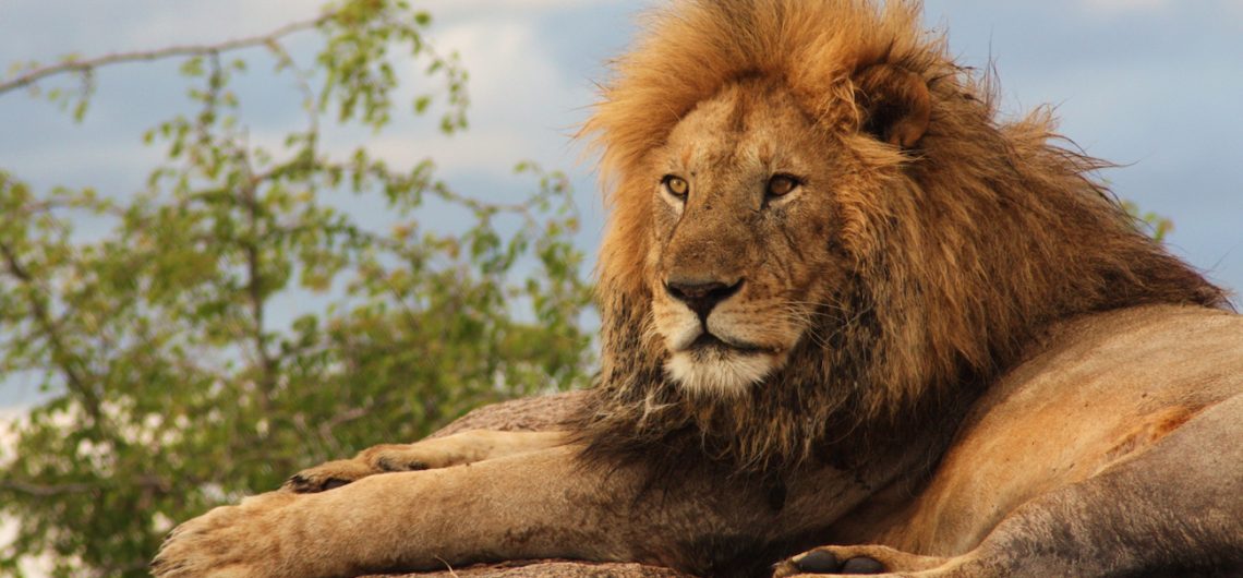 The Lions in the Serengeti National Park