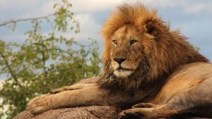 The Lions in the Serengeti National Park