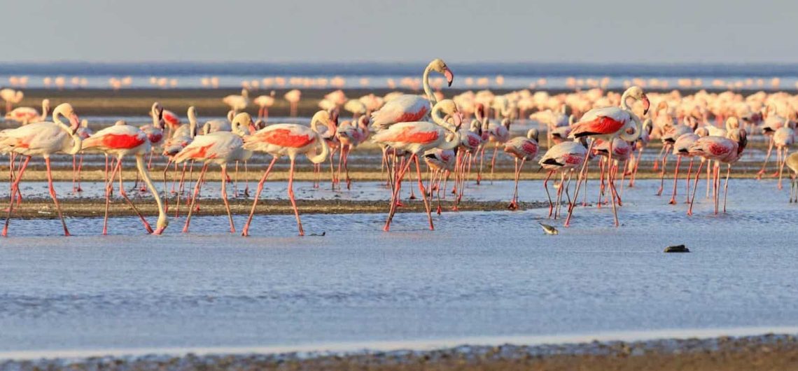 Flamingos safari in Tanzania