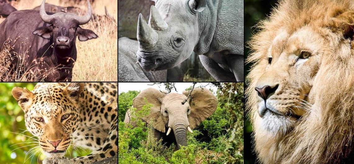 The African Big Five