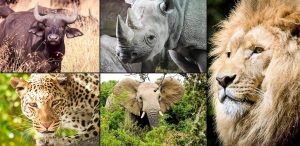The African Big Five