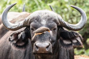 The African Buffalo - The Big Five