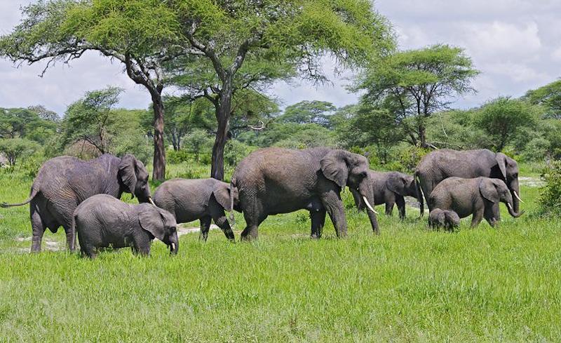 The African Elephant - Big 5