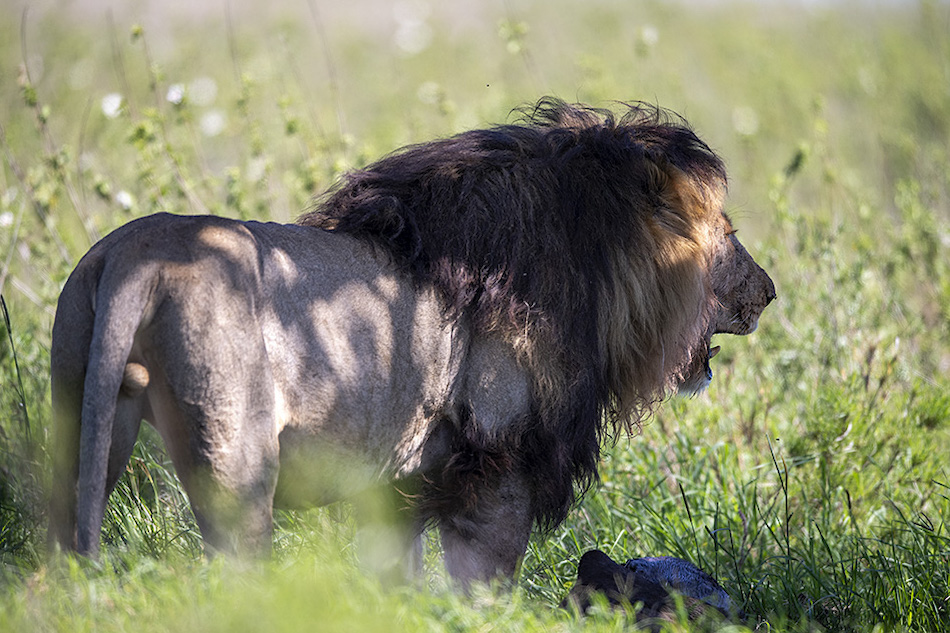 The African Lion Big Five