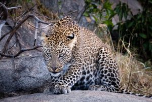The Leopard - African Big 5