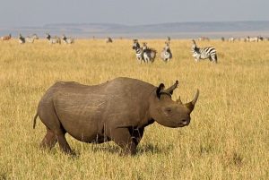 The Rhinoceros - Big Five
