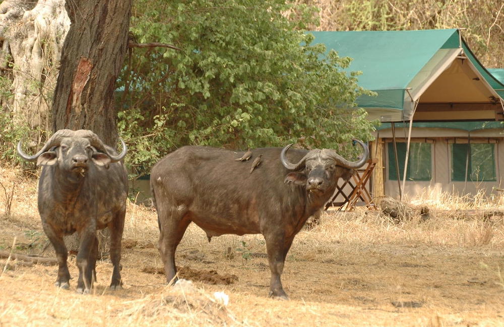 Mdonya Camp Ruaha