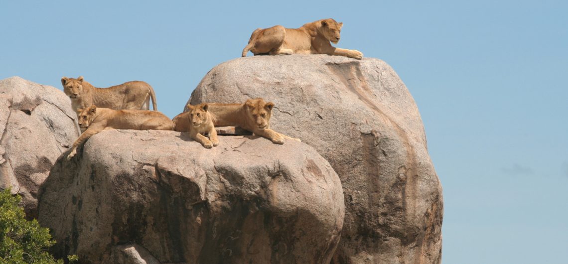 Top 10 Activities Serengeti