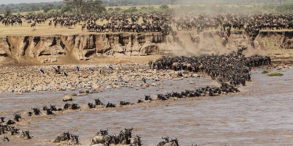 Top 10 Activities Serengeti Wildebeests Migration