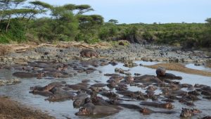 Top 10 activities Serengeti Retina Hippo Pools