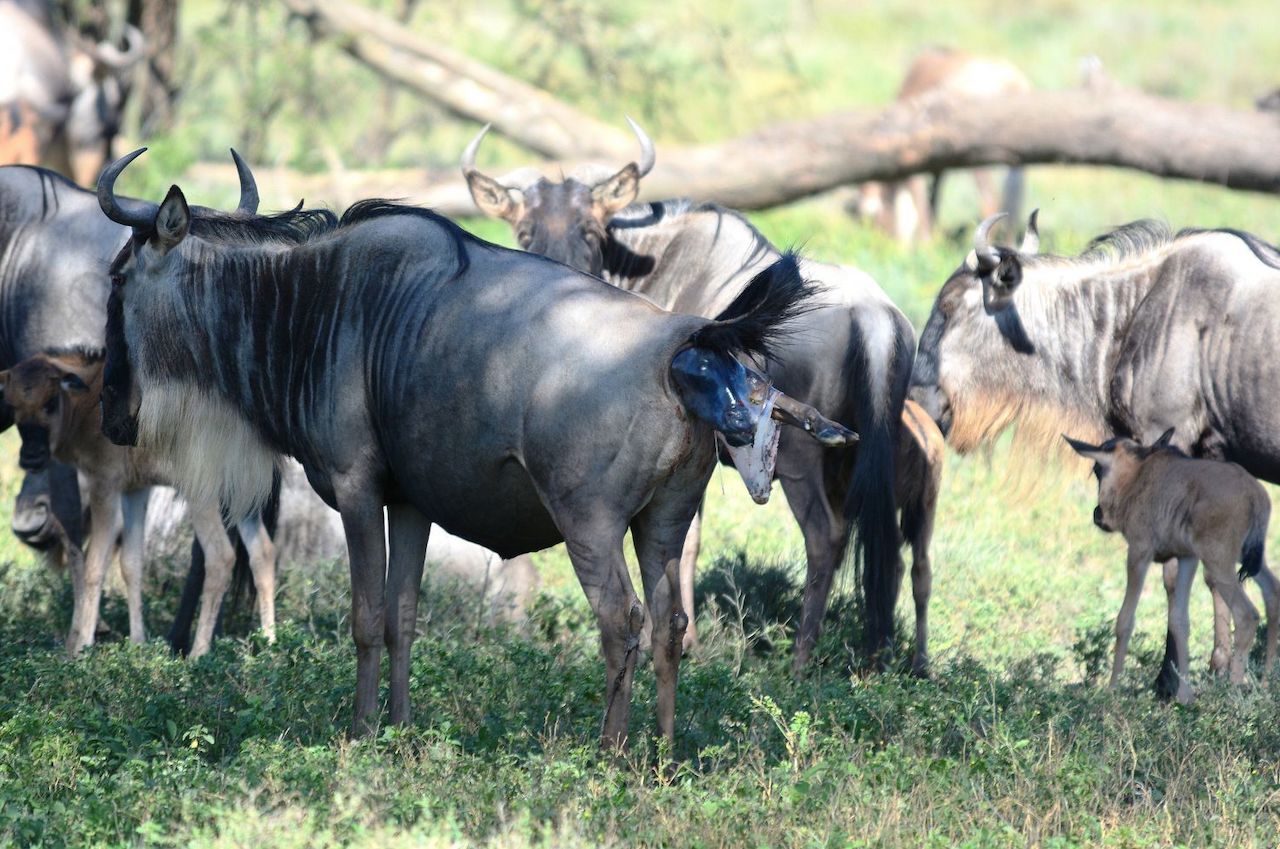 Wildebeests Calving Southern Serengeti