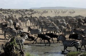 Wildebeests and Zebras Migration Serengeti