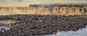 Wildebeests Migration in Tanzania