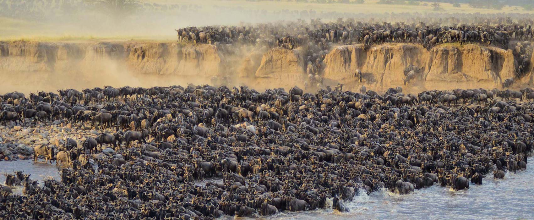 The Wildebeest Migration in Serengeti, Tanzania
