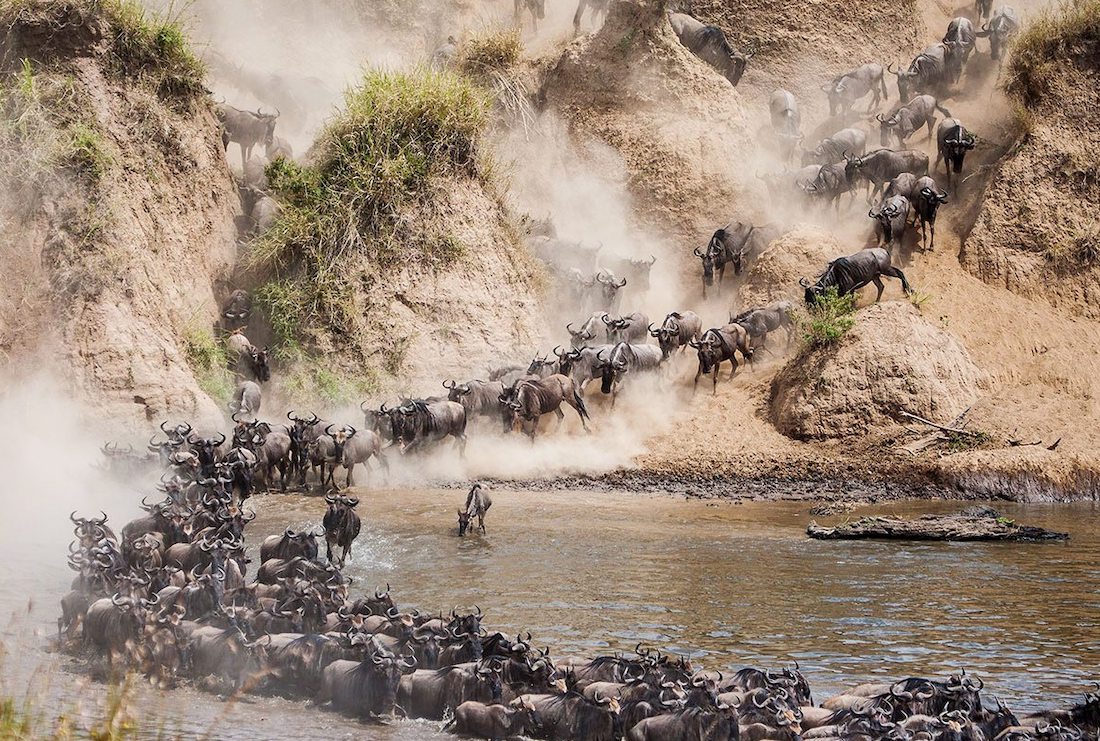 wildebeests river crossing serengeti