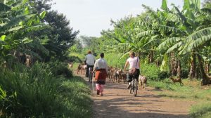 Biking tours at Mto wa Mbu