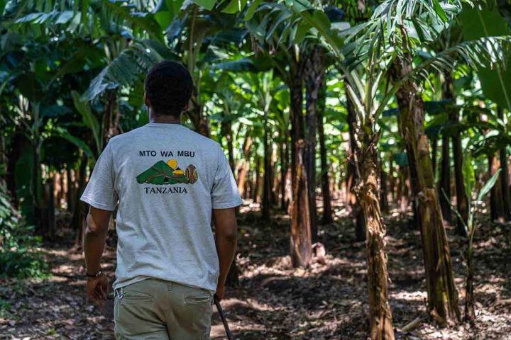 Banana visit at Mto wa Mbu