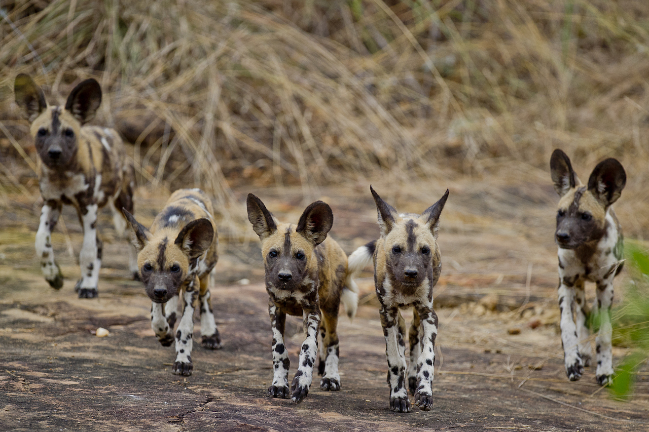 Southern Tanzania Circui rare animals