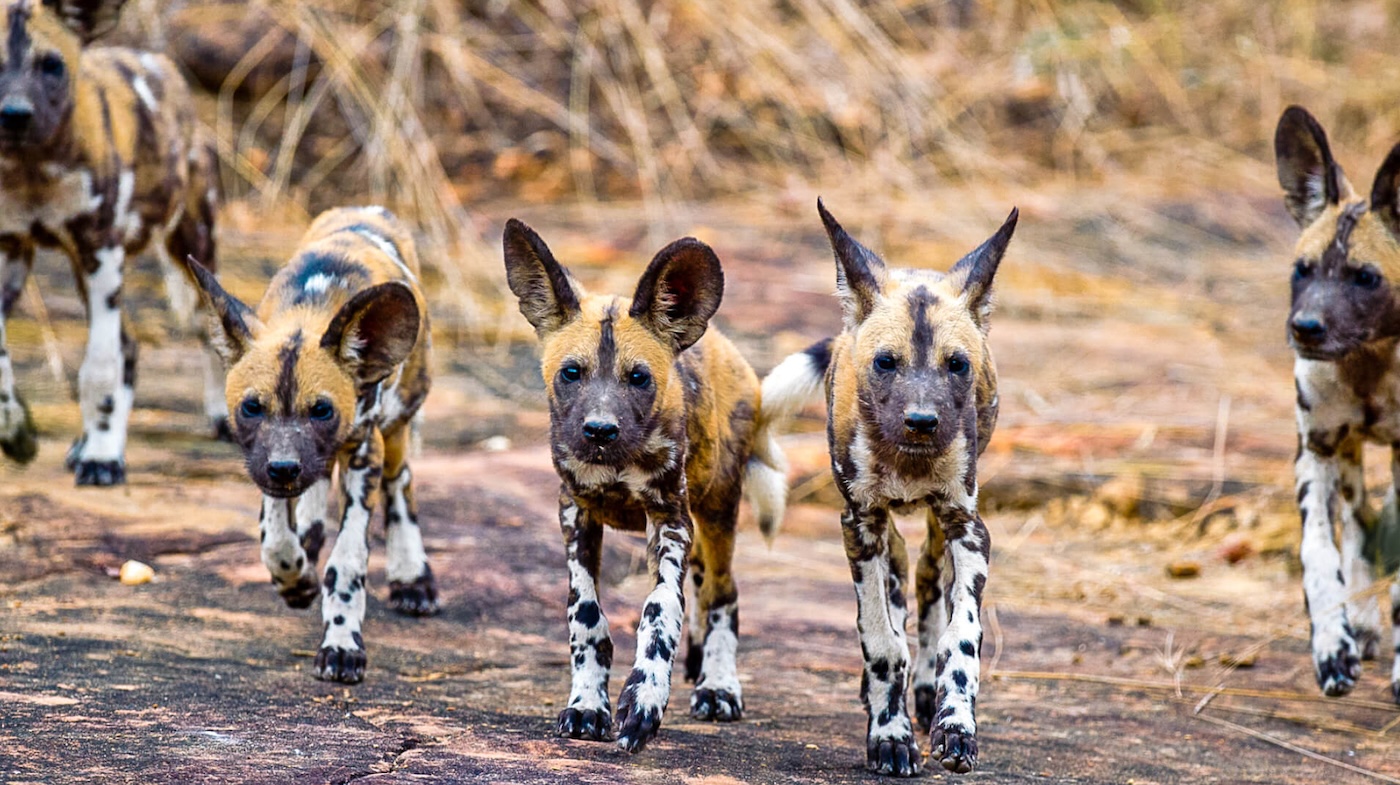 Southern Tanzania Parks Wild Dogs